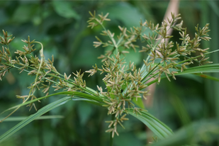 Cyperus Rotundus